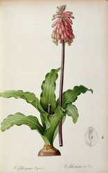 Veltheimia Capensis, a "Les Liliacees"-ből, 1805 körül